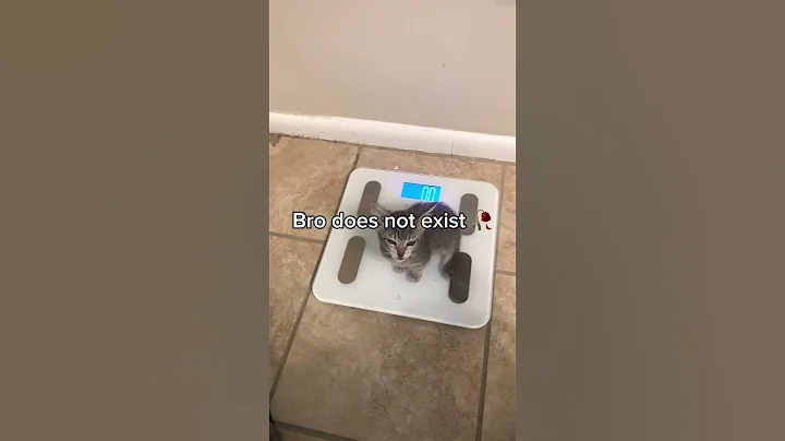 Video 11904561: cat kitten kitty cute, cat kitten kitty funny