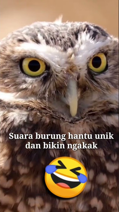 SUARA BURUNG HANTU UNIK!! bikin ngakak#shorts