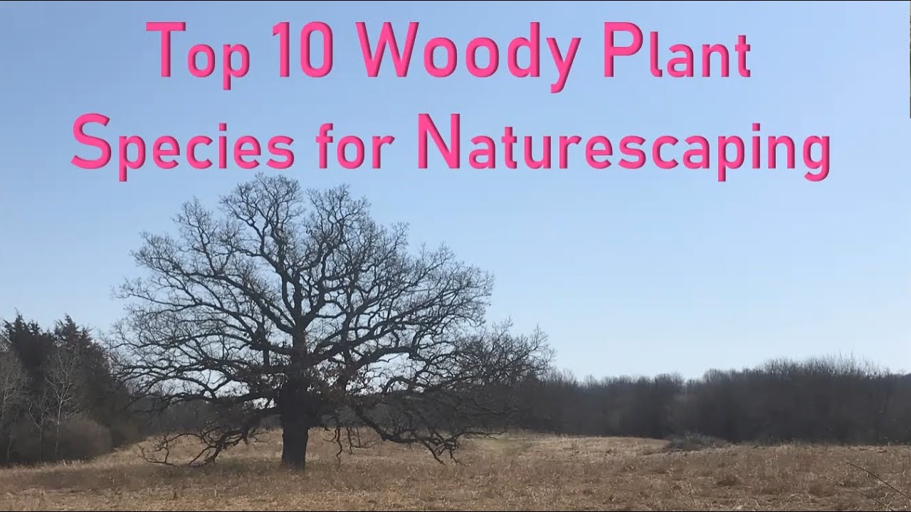 Top 10 Woody Plant Species For Wildlife Backyard Naturalist Lecture Top 10 Woody Plant Species For Wildlife Backyard Naturalist Lecture