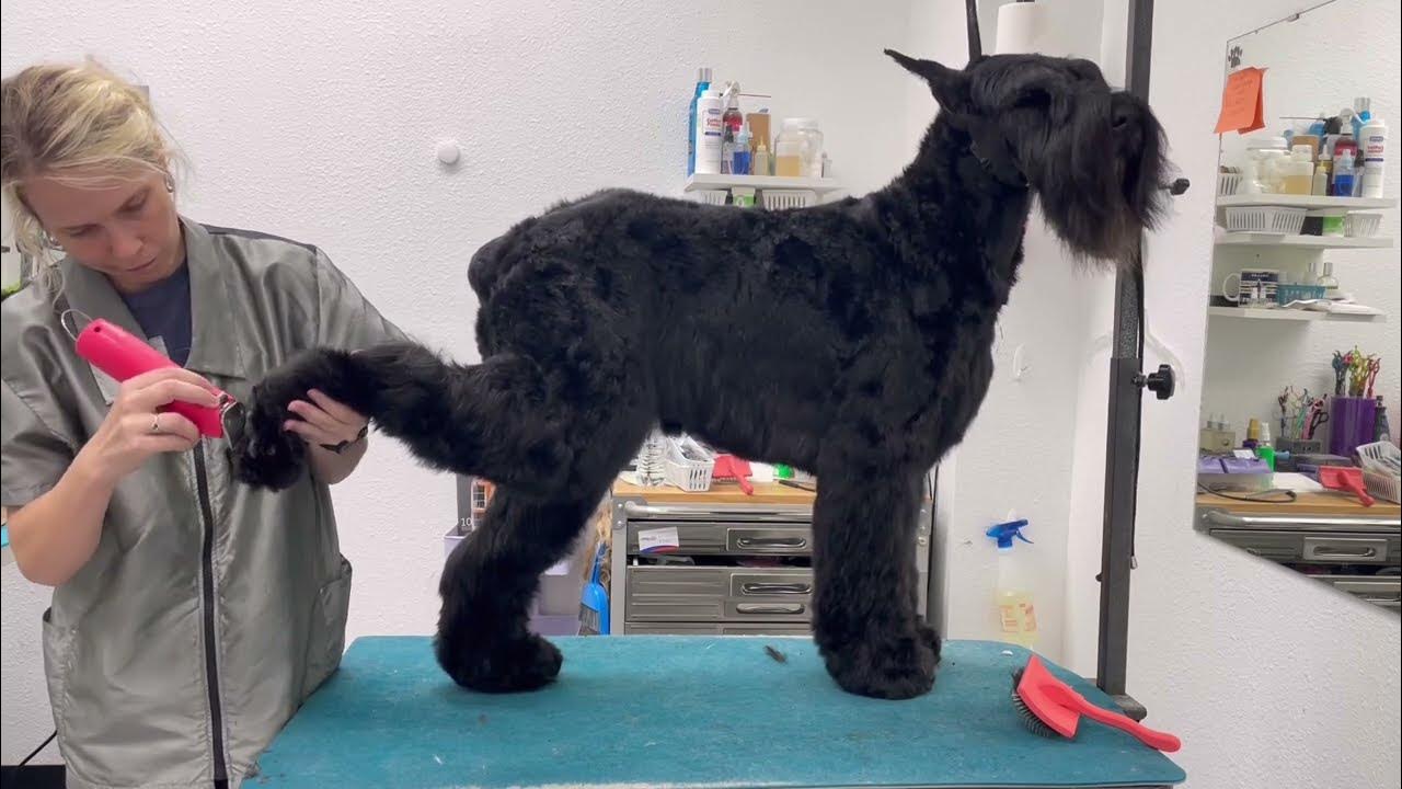 full-groom-pet-trim-giant-schnauzer-youtube