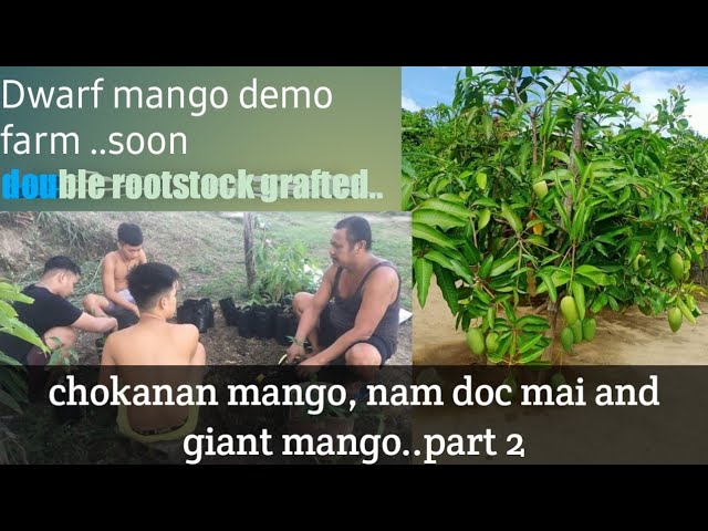 Dwarf mango demo farm  ..double rootstock grafted. Chokonan ma,Nam doc mai ,Giant mango...part 2