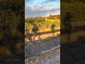 #путь #caminofrances #landscape #shortvideo