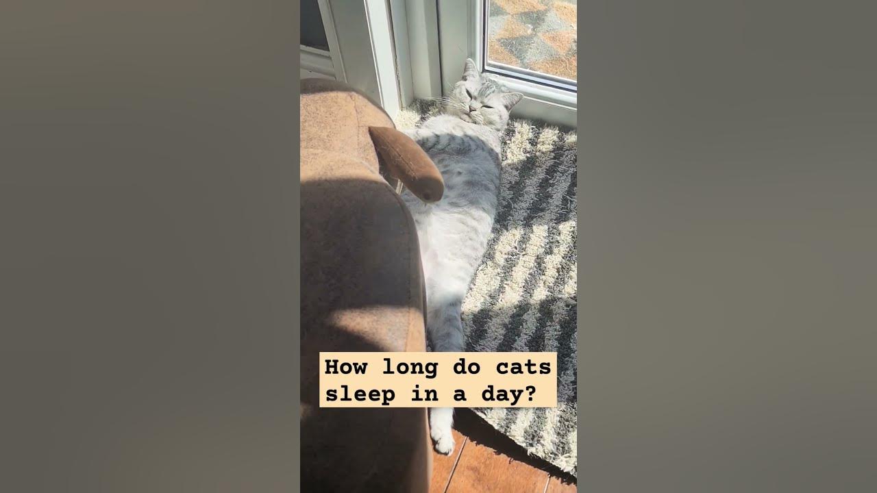 do-cats-dream-how-long-do-cats-sleep-in-a-day-catlover-cutecat