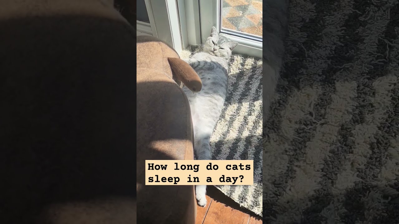 DO CATS DREAM How Long Do Cats Sleep In A Day catlover cutecat DO CATS DREAM How Long Do Cats Sleep In A Day catlover cutecat