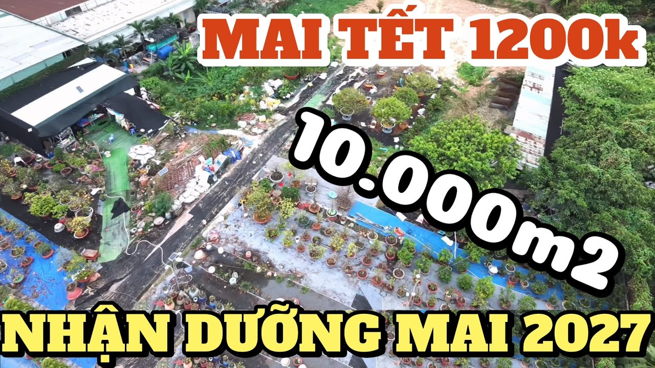 Thẩm định SBSG zin  mới nhập đội gần 300 cây mai dưỡng Lộc Tài GL bonsai Tết bao bông rẻ 1t2 đủ loại
