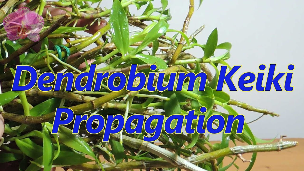 How to propagate Dendrobium orchid Keikis