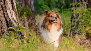 Managing Sheltie Separation Anxiety Coping Strategies for Owners
