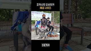 경차랑 맞먹는 강아지