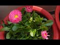 Daisy Care Tips || How to Grow and Care Daisy Plant || Fun Gardening