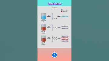 Different Models for DNA Replication: Experiments and Semiconservative DNA replication