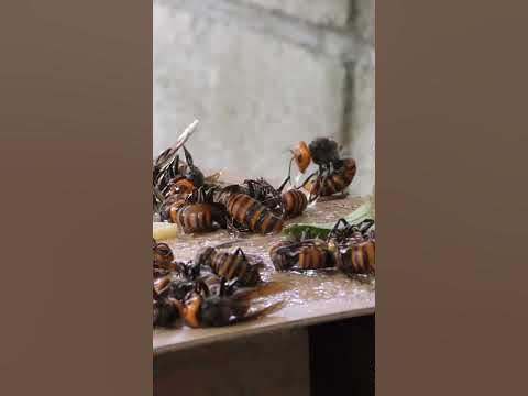 [問卦] 用老鼠板抓黃蜂不會誤抓蜜蜂嗎？