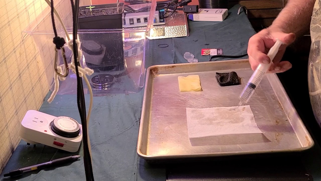 Germanation of seeds my way!! Don't miss this!