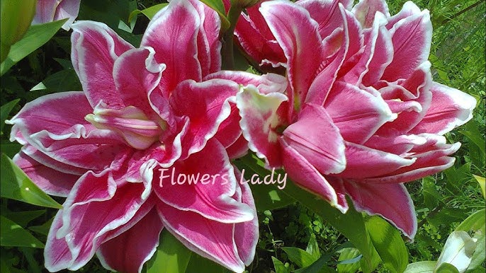 Порно видео: Баласы мас анасын трахает Сексуалды қыз леггинстер