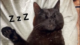 とても芸術点の高い寝相の猫たち　The Sleeping position with high artistic score by Momo Ten Kuuももと天空 41,802 views 2 weeks ago 4 minutes, 50 seconds