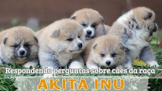 Comportamento de filhote, tipo de pelagem, alimentação (ração), mordida de reflexo | Akita Inu