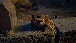 Akimirkos 31 Žr. 1080P