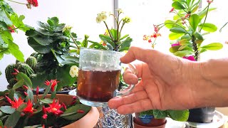 Yilin Ortasinda Bi̇le Açmayan Yilbaşi Çi̇çeği̇ni̇z Kalmasin Mutlaka Bunu Veri̇n