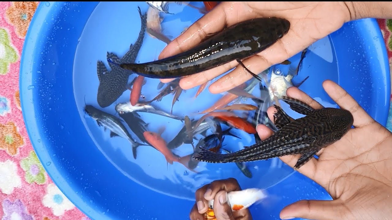 koi fish Fish guppy molly fish angelfish Bala shark Goldfish Animals