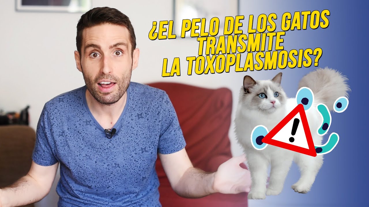 El pelo de los gatos transmite la toxoplasmosis? - YouTube