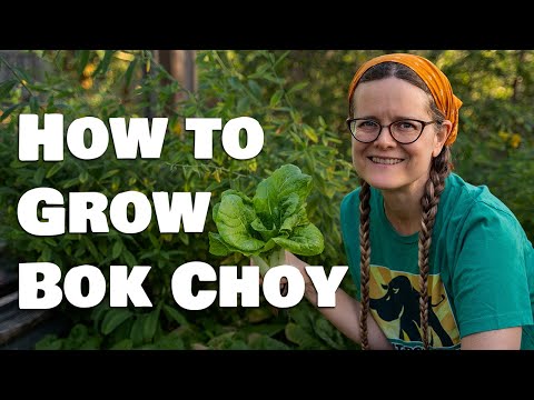Video: Informazioni sul baby bok choy - Scopri come coltivare piante di baby bok choy