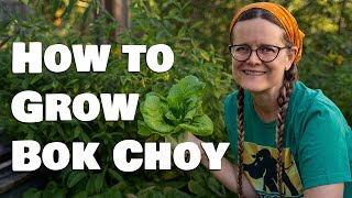 How to Grow Bok Choy, Pak Choi or Chinese Cabbage from Seed