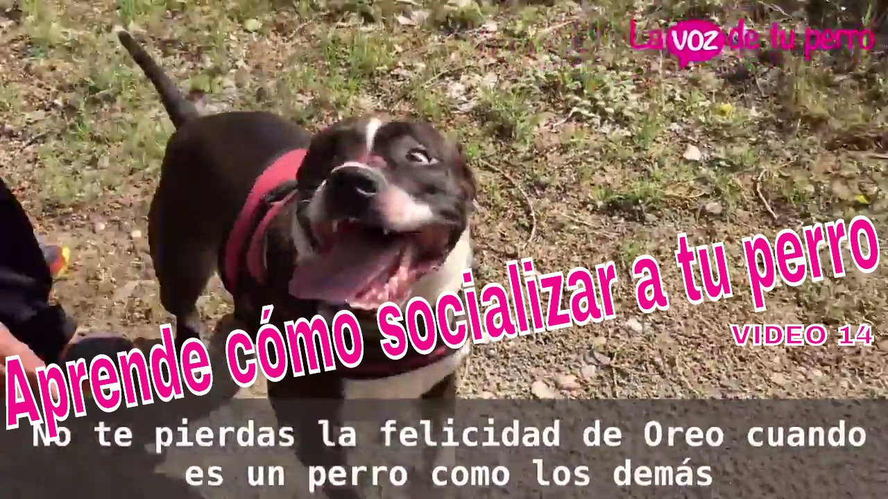 Cómo socializar a mi perro con otros (13 Mayo 2017)