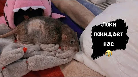 Локи умирает, визит к ратологу 🐀