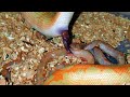 How Kenyan Sand Boa Giving Birth NOT LAYING EGGs