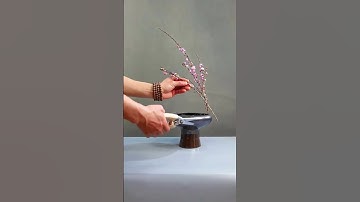 Thumbnail of peach blossom perfection #shorts