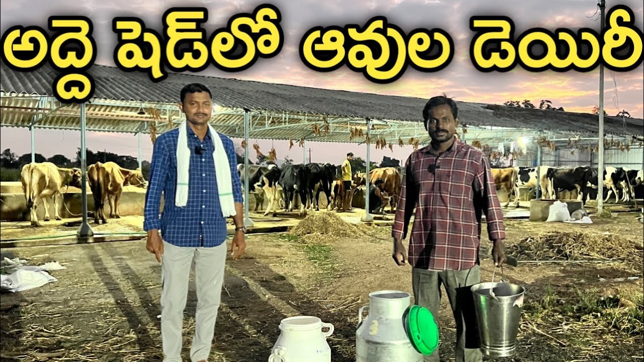 లీజు షెడ్డులో 20 ఆవులతో డెయిరీ పెట్టాము | Cow Dairy | రైతు బడి