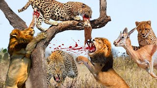 Unbelievable! Impala Was Bitten By Lion And Leopard While Fighting For A Meal - Lion Vs Leopard