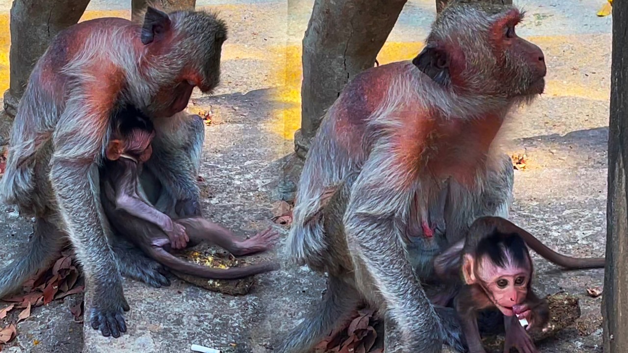 Mado was running around happily when he suddenly came to his mother because he was afraid.