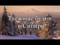 Таёжные будни в Сибири!