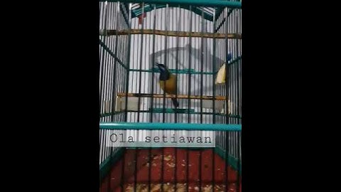 Suara kunti cucak cungkok