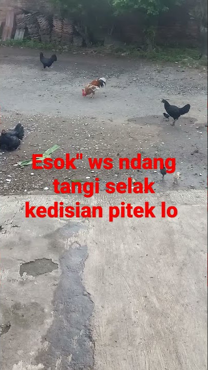 Ndang Tangi esuk' Selak kedisik an pitek Lo 😀😀