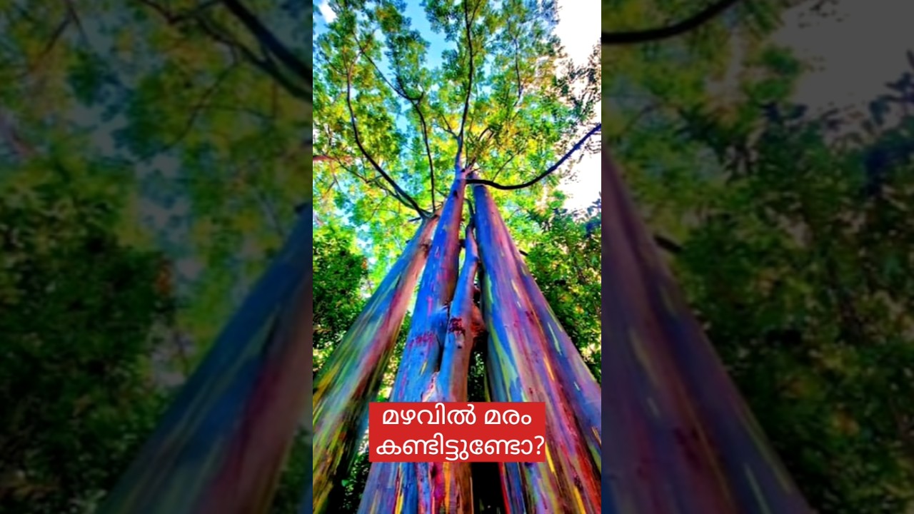 മഴവിൽ മരം കണ്ടിട്ടുണ്ടോ? #shots#shotsfeeds#nature