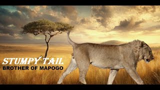Lions ¦ STUMPY TAIL (7th Brother Of Mapogo from Sabi Sand) #lion