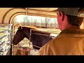 CATCHING AN UNTOUCHED WILD HORSE | + Farm Chores