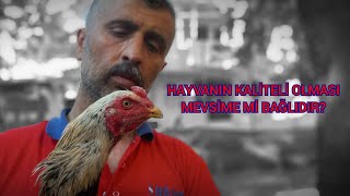Tavuk Ve Horozdan Her Mevsi̇mdeher Basimda Ayni Kali̇tede Yavru Alinir Mi?