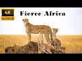 Film 4K Fierce Wild Predator in Africa , combined with relaxing piano sounds