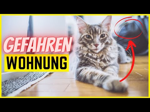 Video: Sturz Einer Katze Aus Großer Höhe (Fenster, Balkone)