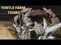 TONS OF ALLIGATOR SNAPPING TURTLE EGGS!! Epic Loggerhead Acres Farm Tour!