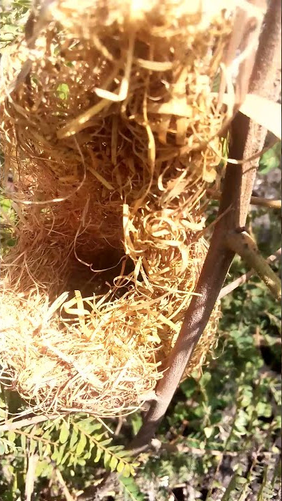 anakan burung lik lik