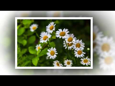 Смотреть клип Цветочное регги онлайн бесплатно в качестве Смотреть клип Цветочное регги онлайн бесплатно в качестве