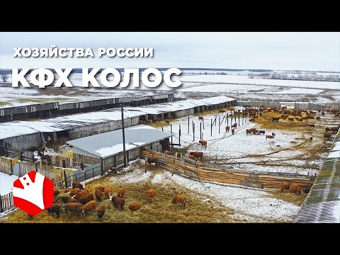 Хозяйства России | Обзор фермы | Молочное и мясное животноводство