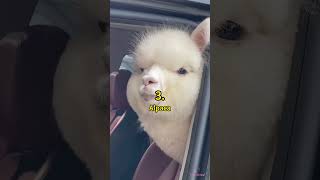 5 Amazing South American Animals Crazy Facts Amazing Facts Cute Animal Facts