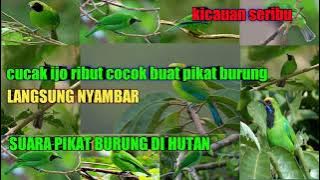 suara pikat burung cucak ijo ribut cocok buat pikat burung di hutan