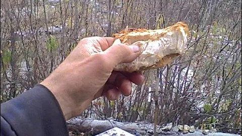 Whiskey Jack eating cousin Chicken