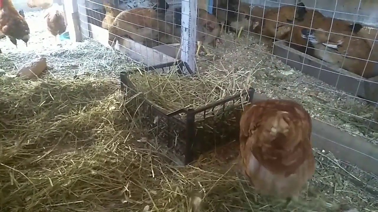 Почему не несутся куры осенью что делать. Дезинфекция птичника. Щенки алабая пастуха. От запаха в курятнике. Средство для курятника от запаха