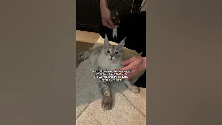 Video 10181361: mainecoon cat kitten kitty, mainecoon kitten meow cat